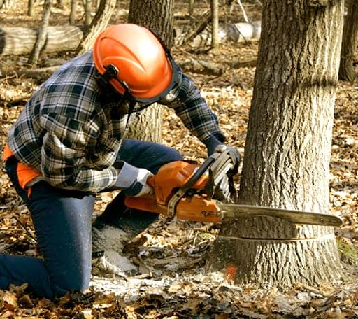 Tree Removal in Franklin, MA